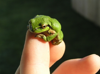 I, the editor, just thought this tiny personable froggy was wicked cool!